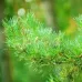 Ароматизатор для сауни Harvia Сосна 0,4 л Ароматизатор для сауни Harvia Сосна 0,4 л